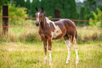 Aph kobylka Tobiano - 4