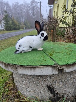 Německý obrovitý  strakač - 4