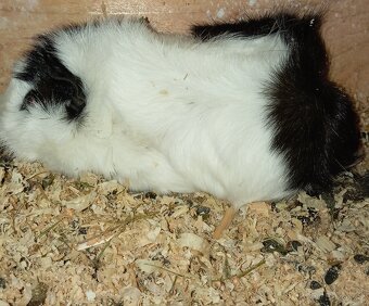 Morče holka rozetka - 4