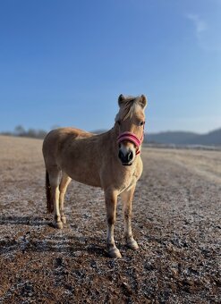 Hodná pony B klisna - 4