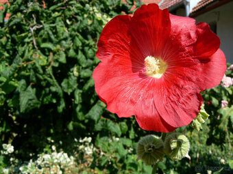 semena TOPOLOVKY - 3 barvy - 4