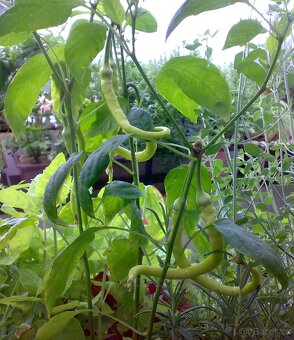 Nepálivá paprika "beraní roh" Spiralus - dvojice sazenic - 4