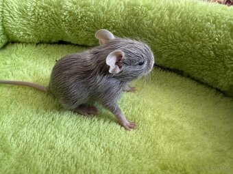 Osmák Degu - 4