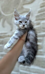 Maine Coon s PP kocour Mainská mývalí kočka - 4