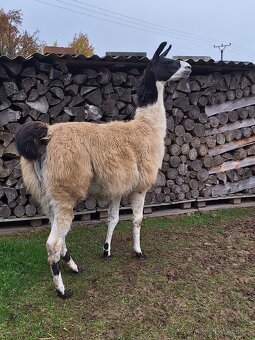 Lama krotká - 4
