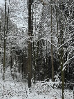 Prodám lesní pozemek v k.ú. Líšný - 4