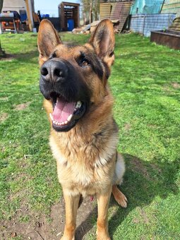 Německý ovčák - 4