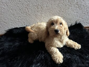 Cockapoo - 4