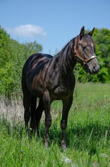 Quarter horse hřebec 2 roky - 4