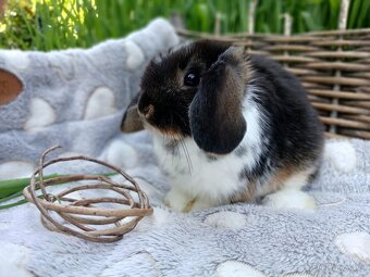 Anglický Zakrslý Beránek MiniLop - 4