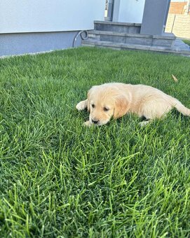 Zlatý retrívr/retriever - 4