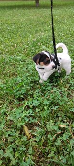 Štěňátko Jack Russell - 4