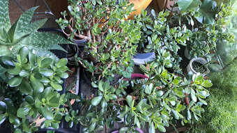 Rakytník řešetlákový zdarma - 4