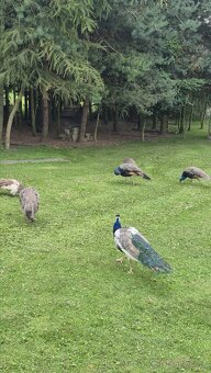 Páv, pavice,pávata - 4