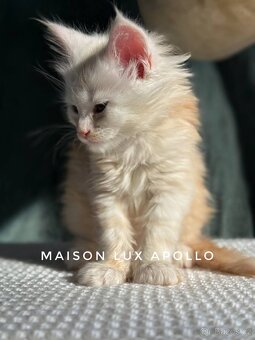 CHS nabízí k rezervaci koťátka Mainské mývalí kočky s PP. - 4