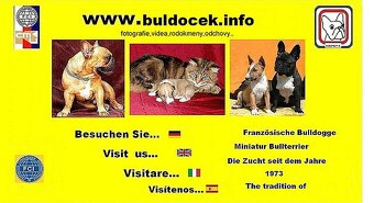Francouzský buldoček s PP - 4