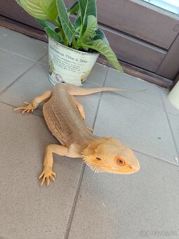 Agama vousatá - samec - 4