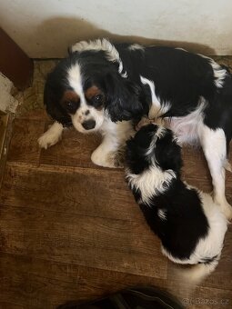 Kavalír king charles Španěl - 4