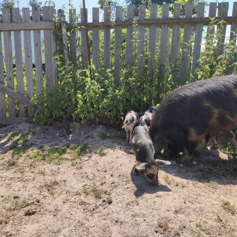 Kune kune - 4