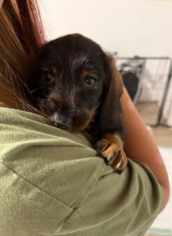 Jezevčík drsnosrstý - 4