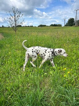 Krytí dalmatin hnědý - 4