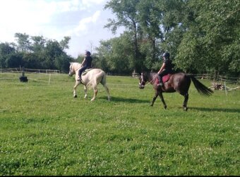 Wpbr/QH pony 9 let - 4