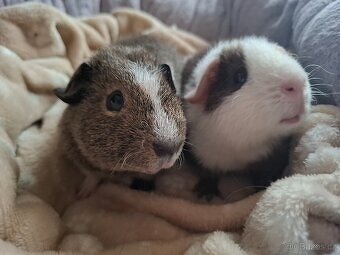 Morče - dva bráškové US Teddy - 4