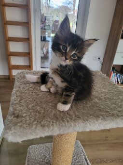 Mainská mývalí koťátka bez pp - 4