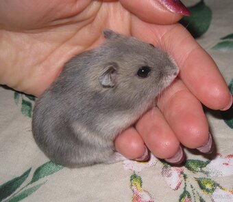 Křeček džungarský s PP (Brno, Břeclav, Kúty) - 4