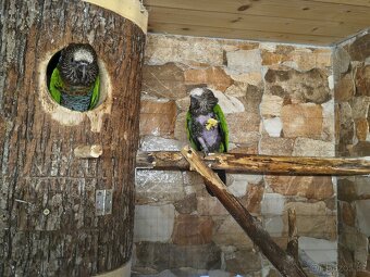 Amazoňan Vějířový 1 : 1 2017. - 4