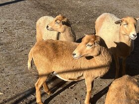 Kamerunská ovce - 4