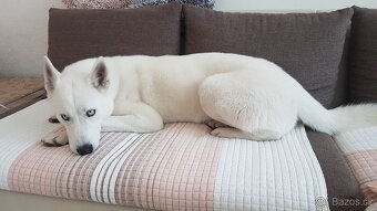 Sibirsky husky hasky - 4