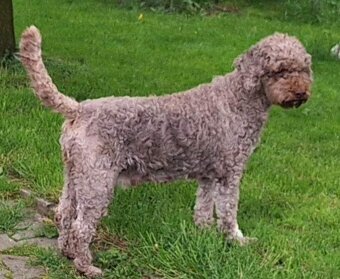 Lagotto romagnolo - štěňata - 4