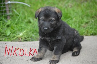 Německý ovčák - 4