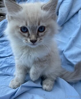 Ragdoll koťata - 4