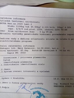 Anglonubijsky plemenný kozel - 4