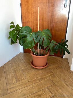 Monstera - 4