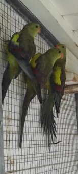 Papoušek horský - 4