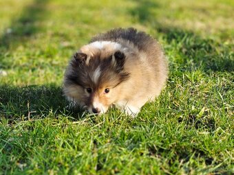 Sheltie/Šeltie - 4