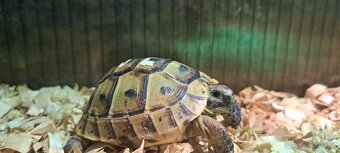 Želva zelenavá a žlutohnědá - 4