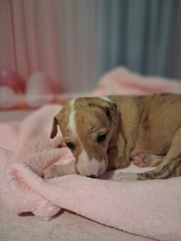 Whippet FCI - Fena - 4