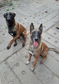 Belgický ovčák malinois - 4