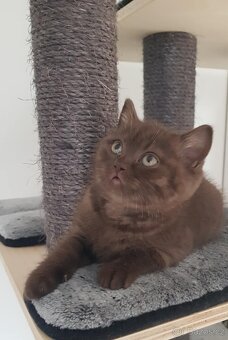 Krasna britská kratkosrstna koťata - 4