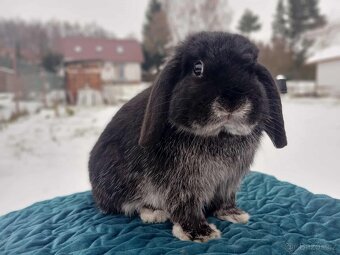 Volný Sameček - Anglický Zakrslý Beránek MiniLop🍑🧡🤍 - 4