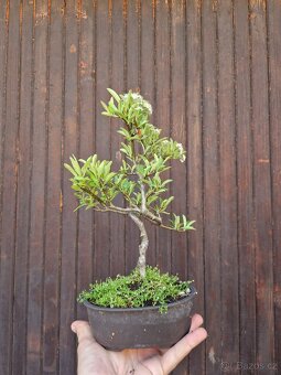 Bonsai, Bonsaj - Hlohyne 2 - 4