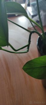 Pokojová rostlina Epipremnum/šplhavnice/pothos - 4