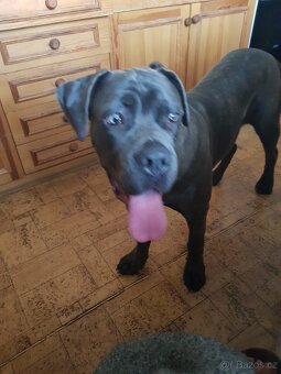 Štěně Bandog - 4