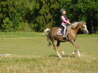 pony klisna - 4