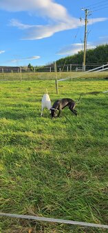 Whippet - 4