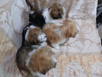 Shih-tzu, shi tzu, šicu - 4